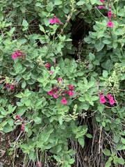 Salvia lemmonii