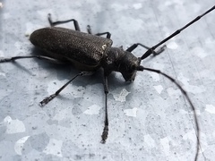 Monochamus sutor longulus