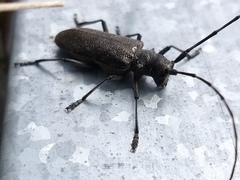 Monochamus sutor longulus