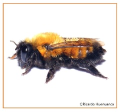 Megachile semirufa