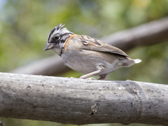 Zonotrichia capensis