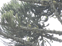 Phibalura flavirostris