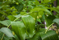 Polygonatum biflorum commutatum