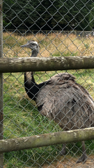 Dromaius novaehollandiae