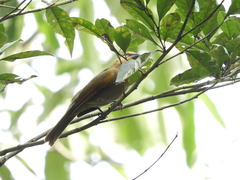 Orchesticus abeillei