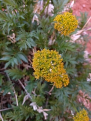 Lomatium latilobum