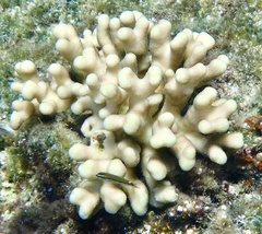 Stylophora