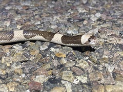 Phyllorhynchus browni