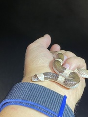 Phyllorhynchus browni