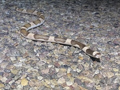 Phyllorhynchus browni