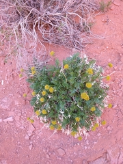 Lomatium latilobum
