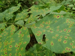 Mycosphaerella effigurata