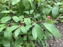 Frangula betulifolia