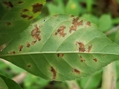 Mycosphaerella effigurata