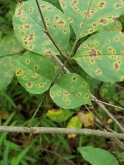 Mycosphaerella effigurata