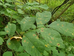 Mycosphaerella effigurata