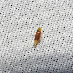 Erythridula crevecoeuri