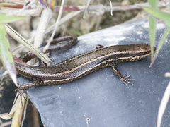 Orosaura nebulosylvestris