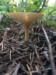 Infundibulicybe gibba