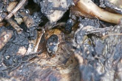 Dermestes
