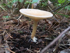 Infundibulicybe gibba