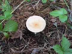 Infundibulicybe gibba