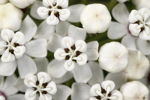 redring milkweed