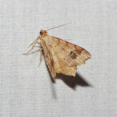 Macaria promiscuata