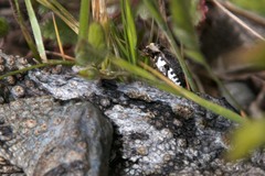 Dermestes