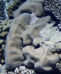 Leptoria phrygia