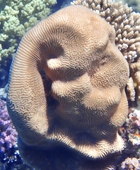 Leptoria phrygia