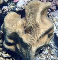 Leptoria phrygia