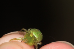 Araneus unanimus