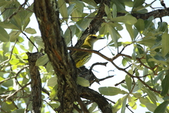 Oriolus auratus