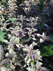 Hygrophila