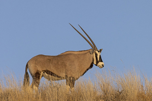 Gemsbok