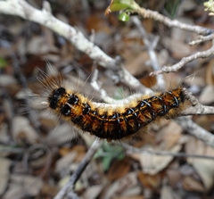 Malacosoma tigris