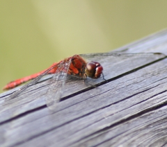 Sympetrum sanguineum