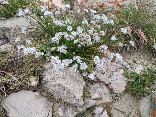 Gypsophila petraea