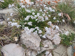 Gypsophila petraea