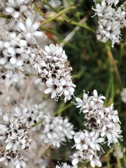 Gypsophila petraea, photograph (c) xulescu_g, some rights reserved (CC BY-SA)