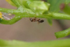 Formicidae