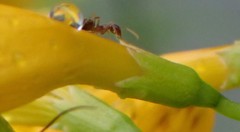 Formicidae