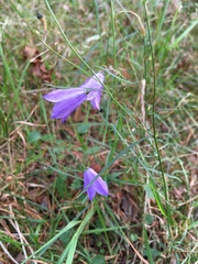 Campanula rotundifolia