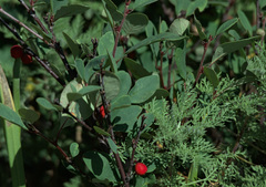 Cotoneaster uniflorus