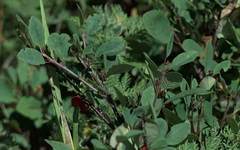 Cotoneaster uniflorus