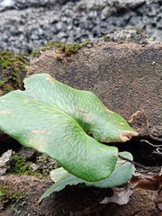 Mickelopteris cordata
