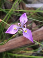 Moraea algoensis