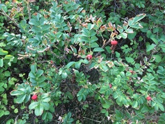 Rosa rugosa