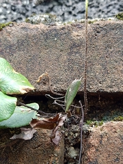 Mickelopteris cordata